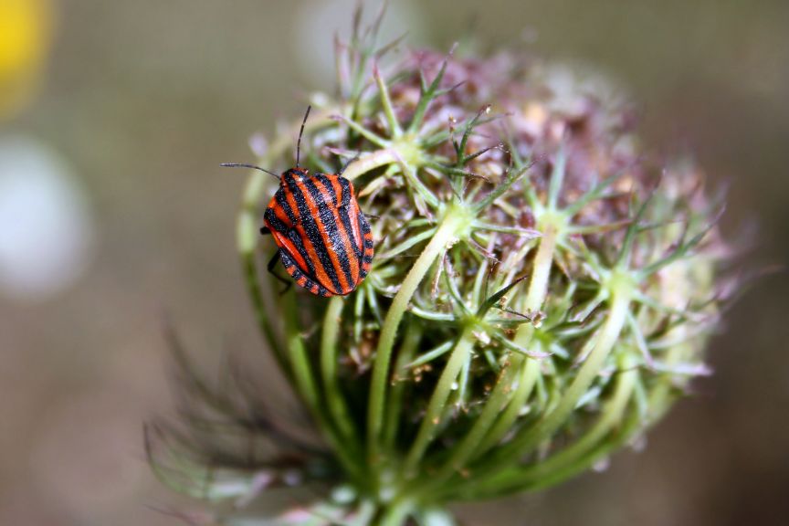 Pentatomidi: Graphosoma lineatum italicum della Lombardia